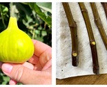 2 CUTTINGS Fig Tree Cutting “Constatine de Algerie”  - £36.91 GBP