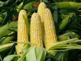 RAFHSTORE Peaches And Cream Corn Seeds 25 Ct Sweet Vegetable Garden Nongmo US SE - £6.91 GBP