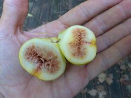 5-8&quot; Tall Fresh Cuttings 9+ White Texas Everbearing Fig Trees Sweet Figs! - $77.90