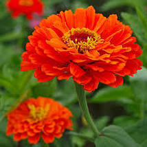 Orange King Zinnia Seeds Zinnia Elegans 200 Seeds For Planting - £13.47 GBP