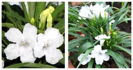 2 Plugs Dwarf White Mexican Petunia Live Plant~Dwarf Ruellia Brittoniana - £27.93 GBP