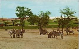 Zebras Roam the Inner Veldt at Busch Gardens Tampa FL Postcard PC555 - £5.48 GBP