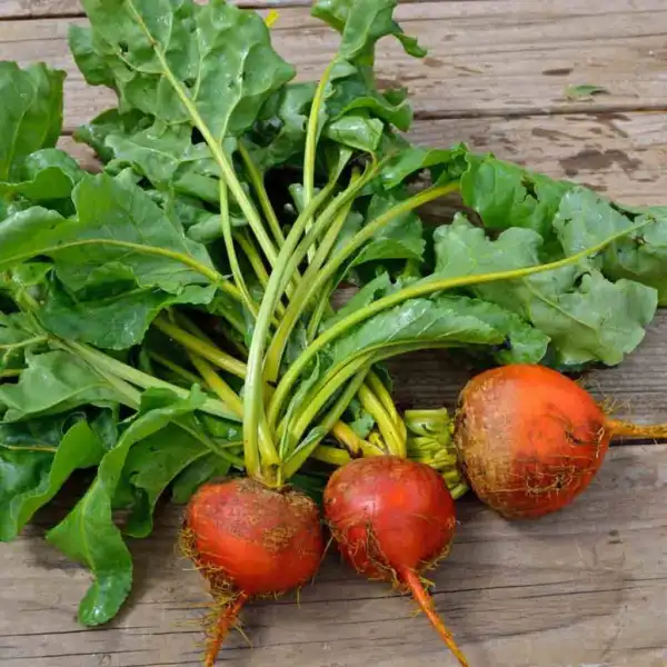 Beet Seeds Golden Detroit 50 Ct Heirloom Non Gmo Usa Garden Fresh - £4.76 GBP