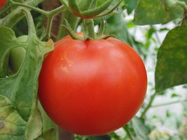 Giant Belgium -10 Tomato Seeds- Natural Non GMO - Juicy Flavorful -Slicing  - £3.19 GBP