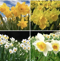 Mixed Narcissus Jongquilla Narcissus 6 Bulbs Fresh Gardening - $41.46 CAD