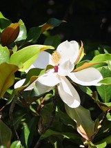 Live Plant -Brackens Brown Beauty Southern Magnolia Tree - Quart Pot - Gardening - £47.76 GBP