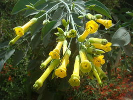 Tree Tobacco Nicotiana glauca 100 Seeds - £6.27 GBP