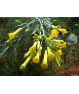 Tree Tobacco Nicotiana glauca 100 Seeds - $7.97
