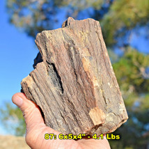 Large PETRIFIED WOOD Specimens * Choice of 15 8-12&quot; Rough Fossils from U.S. - $13.47+