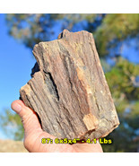 Large PETRIFIED WOOD Specimens * Choice of 15 8-12&quot; Rough Fossils from U.S. - £14.04 GBP+
