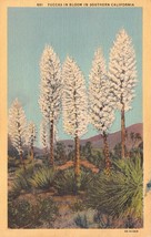Antique Postcard Yuccas in Bloom in Southern California - £2.98 GBP