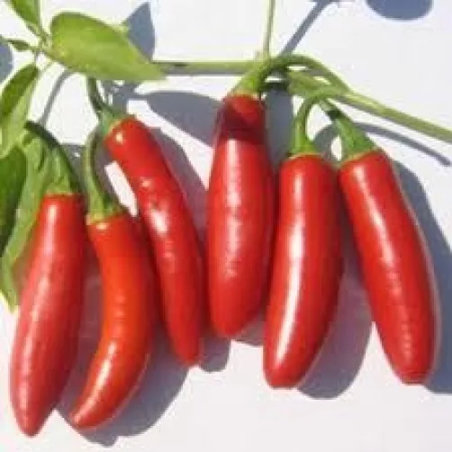 25 Serrano Pepper Seeds 2024 Heirloom Seed Usa Fresh Garden - £5.05 GBP