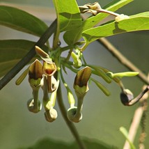 Aristolochia Indica Indian Birthwort Duck Flower 20 Seeds Fresh Seeds - £14.57 GBP