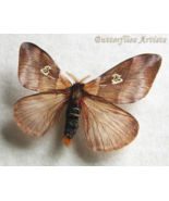 Rare Dirphiopsis Flora Real Cute Saturn Moth Framed Entomology Shadowbox - $1,192.18 MXN