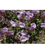 PowerOn 30+ Antirrhinum Lavender Bi-Color Snapdragon Flower Seeds / Frag... - £5.77 GBP