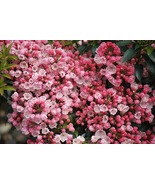 Tiddlywinks Dwarf Mountain Laurel Kalmia Very Hardy 4&quot; Pot Live Plant - $808.32 MXN