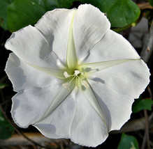 Moonflower White Night Flowering Vine Ipomoea Alba Moths Pollinate Usa 2... - $10.48