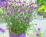 500 Seeds Purpletop Vervain Flower Seeds Native Wildflower Herb Tea Drou... - $8.99