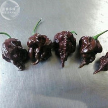  Pepper Hot Black Carolina Reaper Chili 10 possibly worlds hottest edible Seeds - £4.70 GBP