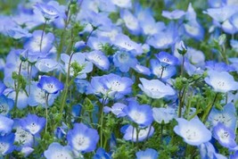 1700 Seeds Of Baby Blue Eyes Nemophila Menziesii Low Ground Cover Flowers - £6.53 GBP