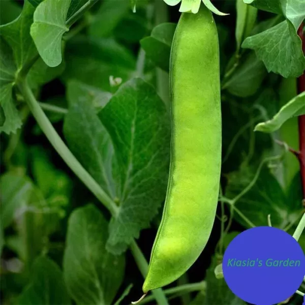 Early Frosty Pea Seeds 25 Ct Green Pod Vegetable Heirloom Non Gmo Usa Fr... - $19.98