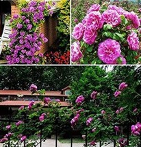 100 Fragrant Perennial Climbing Roses for Home and Garden Multiflora Garden Deco - £4.72 GBP