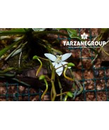 AERANGIS MYSTACIDII SMALL ORCHID POTTED - $996.29 MXN