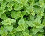 Common italian oregano 2000 seeds thumb155 crop