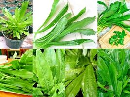 2500+ Recao Culantro Seed Coriander Ngo Gai Chadon Beni Lot Seeds for ga... - $89.94 MXN