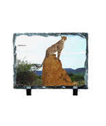 CHEETAH #7000 on 6 x 8 SUBLISLATE - $14.80