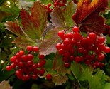 Highbush Cranberry Viburnum Trilobum High Yield 20 Seeds - $8.99