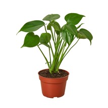 4&quot; Pot - Monstera Deliciosa (Split-Leaf) - Houseplant - Living room - FREE SHIP - £37.79 GBP