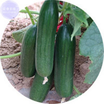 BELLFARM Fruit Cucumber Eaten Raw Vegetable Seeds 50 Seeds tasty Holland green c - $6.99