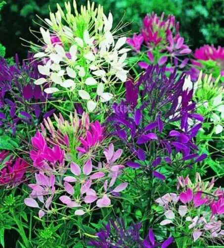 50 Pure Spider Flower Cleome Plant Mix Annual Outdoor Outdoor Fresh Seeds for Pl - £14.08 GBP