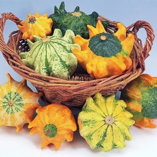 Crown of Thorns Gourd Seeds (20 Seeds) Exotic Squash with Fingers - £11.02 GBP
