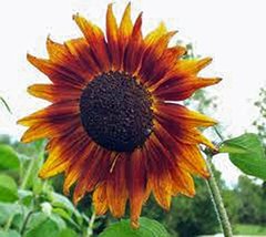 Sunflower, Autumn Beauty 25+ Seeds Organic Newly Harvested, Vivid Colorful Bloom - £4.45 GBP