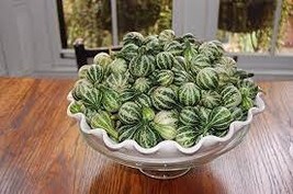 10 PCS Seeds Heirloom Miniature Tennessee Dancing Spinner Gourd Cucurbit... - $10.56
