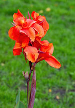 5 Seeds Orange Canna Lily - $11.00