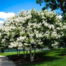 US Seller 25 White Acoma Crepe Myrtle Tree Seeds Fast Shipping - $12.86