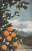 Snow and Oranges California CA Postcard D16 - £2.35 GBP