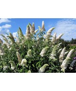 50 White Butterfly Bush Buddleia Davidii Hummingbird Bulk Seeds - $221.17 MXN