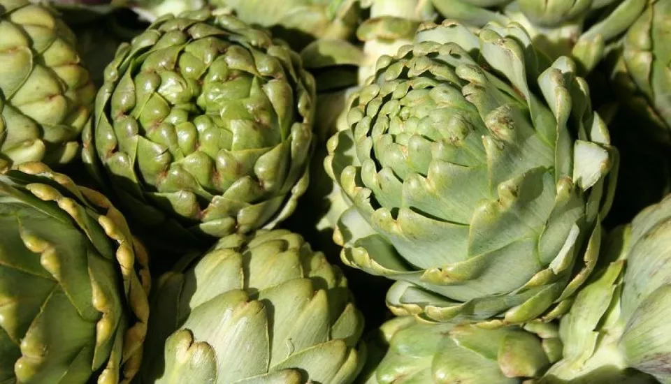 MBK 20 Seeds Green Globe Artichoke Hearty Non Gmo Packs For Sale - £7.22 GBP