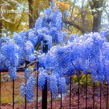 Heirloom Blue Yard Chinese Wisteria Climbing Plants 5 Seeds Purple Floribunda Wi - £5.57 GBP
