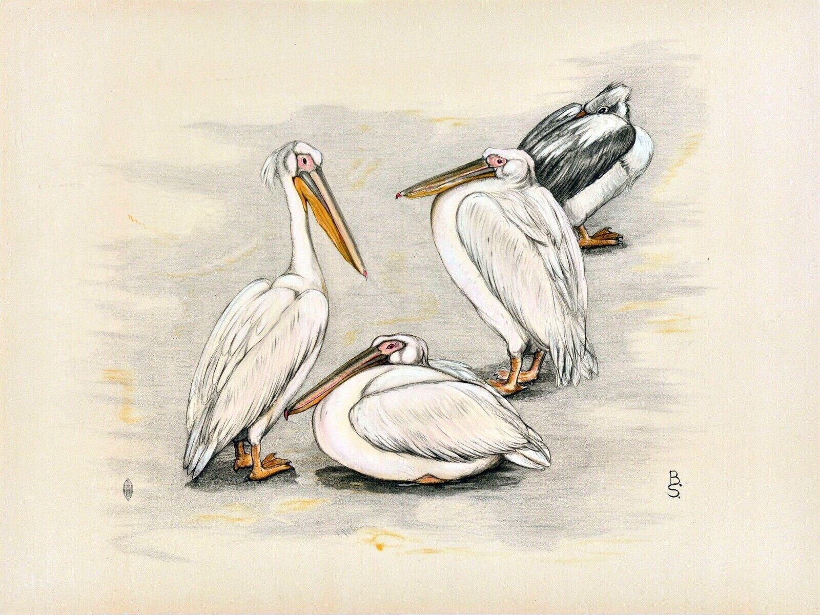 12923.Decoration Poster.Wall art.Home vintage interior design.Group of pelicans - $17.10 - $54.00