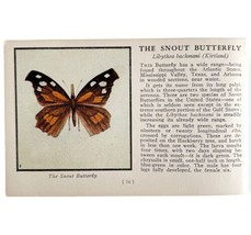 The Snout Butterfly 1934 Butterflies Of America Antique Insect Art PCBG14B - $19.99