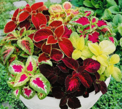 CLK Coleus Rainbow Mix Flower Seeds Non GMO Fresh Harvest USA Herb Seeds - £6.82 GBP