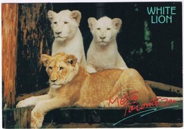 Postcard Animal White Lions Metro Toronto Zoo 4 1/2&quot; x 6 1/2&quot; - £3.15 GBP