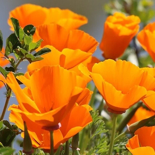Orange California Poppy Garden Flower Eschscholzia californica 5,000 Seeds - $11.93