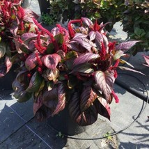 25 Pelleted Seeds Celosia Sol Lizzard Leaf New Foliage Celosia - £30.29 GBP