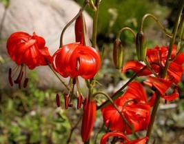 GIB Lilium pumilum | Coral Lily | Low Lily | Siberian Lily | 10 Seeds - £12.59 GBP